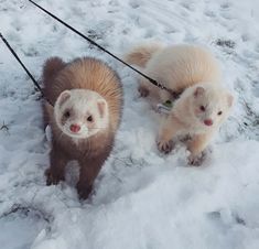 two ferrets walking in the snow on a leash