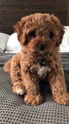 a small brown dog sitting on top of a bed