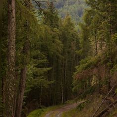 a dirt road in the middle of a forest