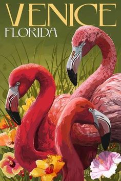 two pink flamingos standing next to each other in front of flowers and grass with the words napples florida on it