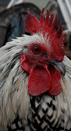 a close up of a rooster's head with red and white feathers