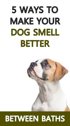 a brown and white dog with the words, 5 ways to make your dog smell better between baths