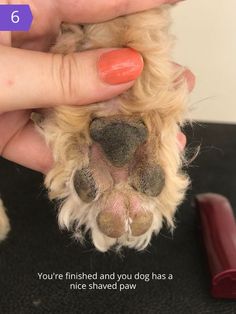 someone is holding their dog's paw up to the camera, with an orange nail polish on it