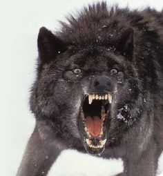 a wolf with it's mouth open showing teeth