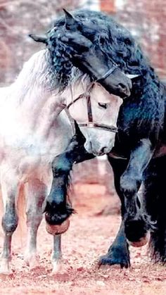 two horses standing next to each other in the dirt