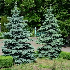 some very pretty trees in a park by some bushes and shrubs with green leaves on them