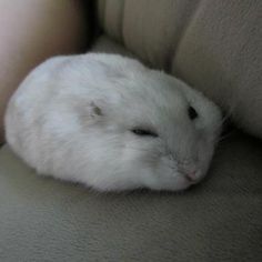 a white hamster sleeping on the back of a couch