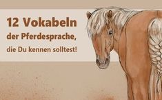 a drawing of a horse with braids on it's head and the words 12 volkabeln der predesprache, die du kennen soltest