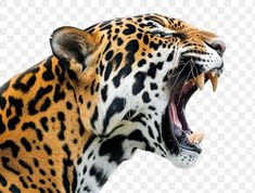 an animal with its mouth open and it's teeth wide open leopard, hd png