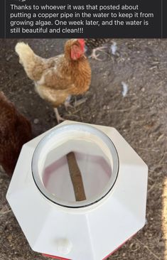 a chicken standing next to a water bowl on the ground