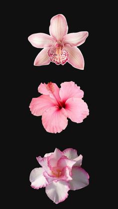 three pink and white flowers on a black background with reflection in the water below them