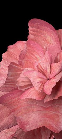 a pink flower on a black background with no image in the top right hand corner