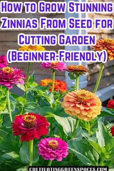 colorful flowers with the words how to grow stunning zinnas from seed for cutting garden beginner - friendly