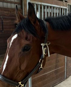 a brown and white horse standing in front of a wooden fence next to a building