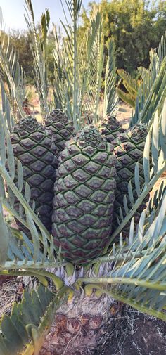 several pineapples are growing on the tree