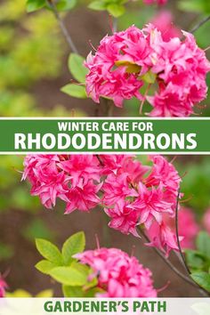 pink flowers with green leaves and the words winter care for rhododendrons