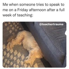 a white dog laying on top of a couch