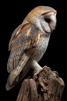 an owl sitting on top of a wooden post next to a black background and looking at the camera