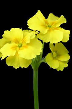 three yellow flowers with green stems in front of a black background that has no image on it