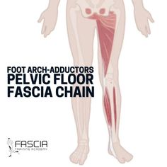 Nervus Vagus, Pelvic Floor Exercises, Muscle Anatomy, Myofascial Release, Training Academy, Massage Techniques, Yoga Stretches, Anatomy And Physiology, Pelvic Floor