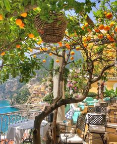 an orange tree with fruit hanging from it's branches in front of a patio