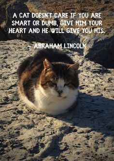 a cat sitting on top of a sandy beach next to a quote that reads, a cat doesn't care if you are smart