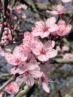 pink flowers are blooming on a tree branch