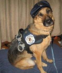 a police dog sitting on top of a bed wearing a hat and vest with handcuffs