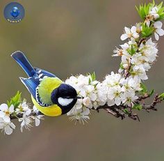 a bird sitting on top of a branch with white flowers