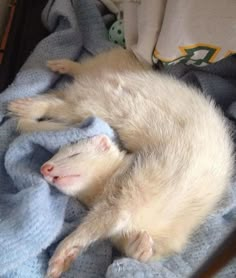 a ferret sleeping on top of a blue blanket