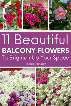 Explore 11 Flowering Plants suited for a Small Beautiful Balcony. Utilize Herb Containers, try Growing Plants Indoors, and enjoy Tiny Plants that fit your space. Ideal for Starting A Garden, Container Gardening Vegetables, and creating Flower Gardens with Medicinal Herbs to elevate your balcony. Balcony Flower Garden, Beautiful Balcony, Garden Of Flowers, Balcony Gardening, Indoor Balcony, Tiny Balcony, Herb Containers, Balcony Flowers, Japanese Beetles