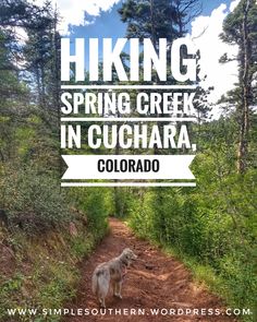 a dog standing on a dirt road in the woods with text hiking spring creek in cuchara, colorado