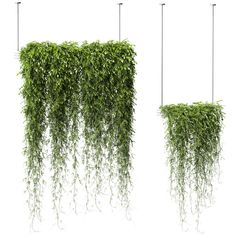 three hanging plants with long stems and small leaves