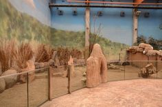 an animal exhibit with rocks and grass on the ground in front of a painted wall