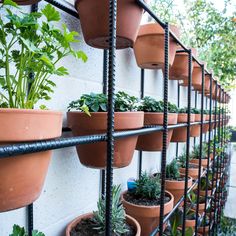 many potted plants are lined up on the wall