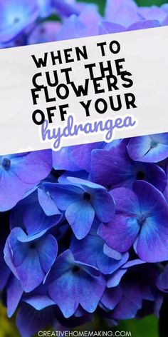 purple flowers with the words, when to cut the flowers off your hydrangea