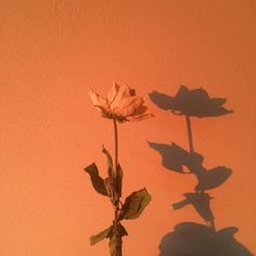 the shadow of a single flower is cast on an orange wall with shadows from it