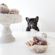 a black and white dog sitting at a table with pastries in front of him