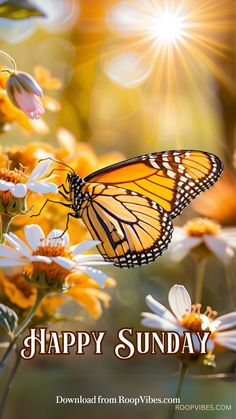 a yellow butterfly sitting on top of a flower next to the caption happy sunday