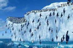 a large group of penguins standing on top of an iceberg