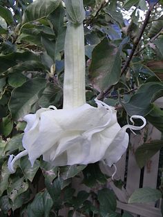 a white flower is hanging from a tree