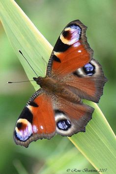 two brown and blue butterflies sitting on top of a green plant leaf in the sun