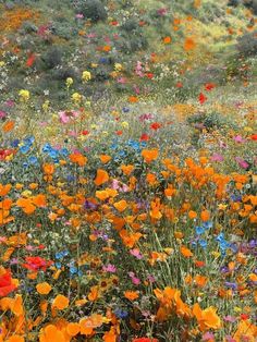 a field full of colorful flowers and grass