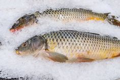 two dead fish lying on ice