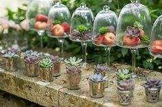 there are many small pots with plants in them on the table and under glass domes