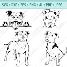 four dogs with different expressions and their faces