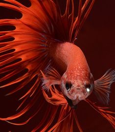 a close up of a red fish with long, thin tail and large black eyes