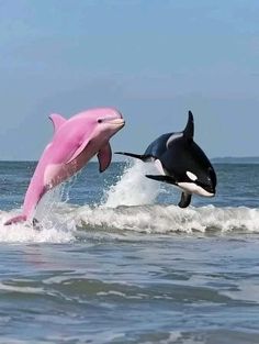 two dolphins are jumping out of the water in front of each other on surfboards