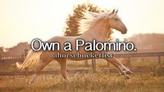 a white horse galloping in an open field with the words own a palomino above it