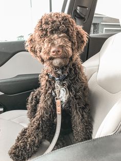 a brown dog sitting in the back seat of a car